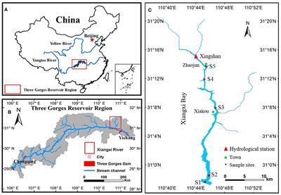 Modeling the Effects of Hydrodynamics on Thermal Stratification and Algal Blooms in the Xiangxi Bay of Three Gorges Reservoir